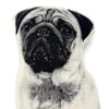 Pug Pillow